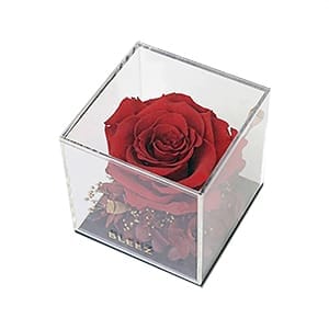 Kleine Acrylbox mit Deckel für eine Blumenausstellung